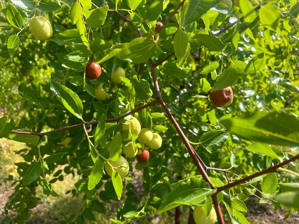 Başkent’in yanı başında yetişen şifa kaynağı: Hünnap