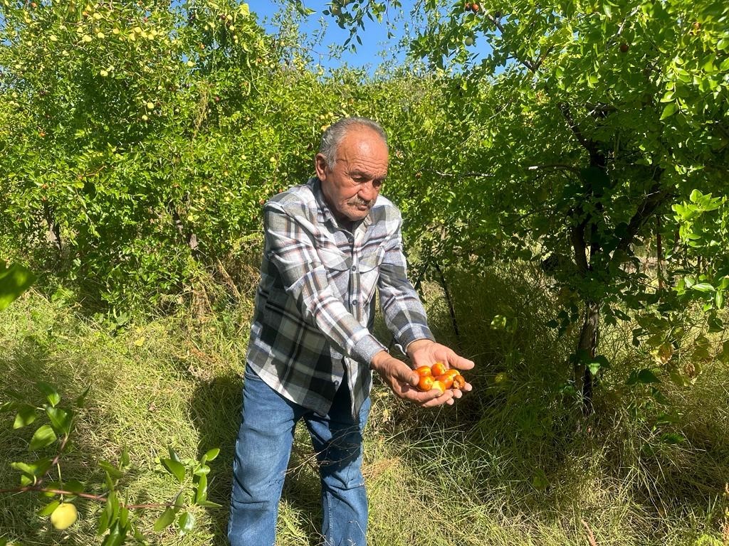 Başkent’in yanı başında yetişen şifa kaynağı: Hünnap