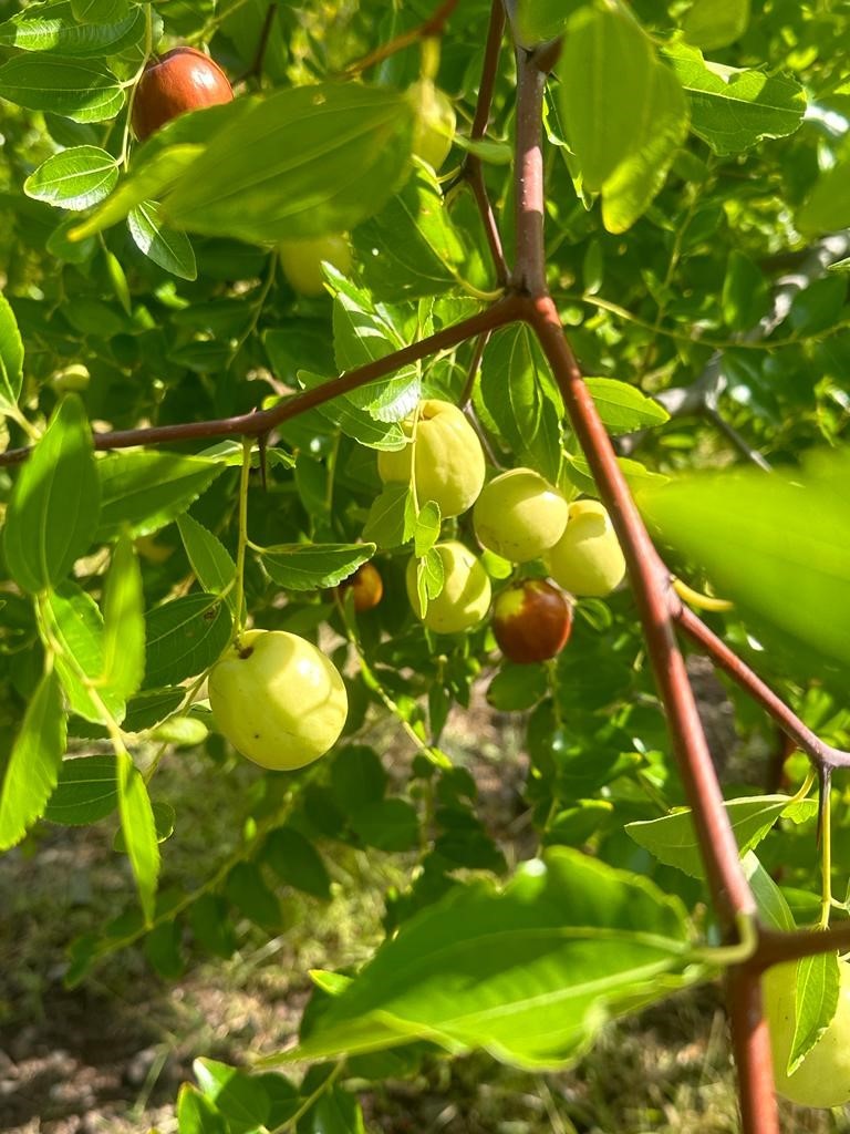 Başkent’in yanı başında yetişen şifa kaynağı: Hünnap