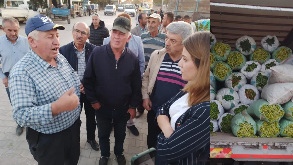 "Fethibey Beldesinde Üreticiler Tarlalarını Boş Bırakıyor: Biber Fiyatları Krize Yol Açtı"