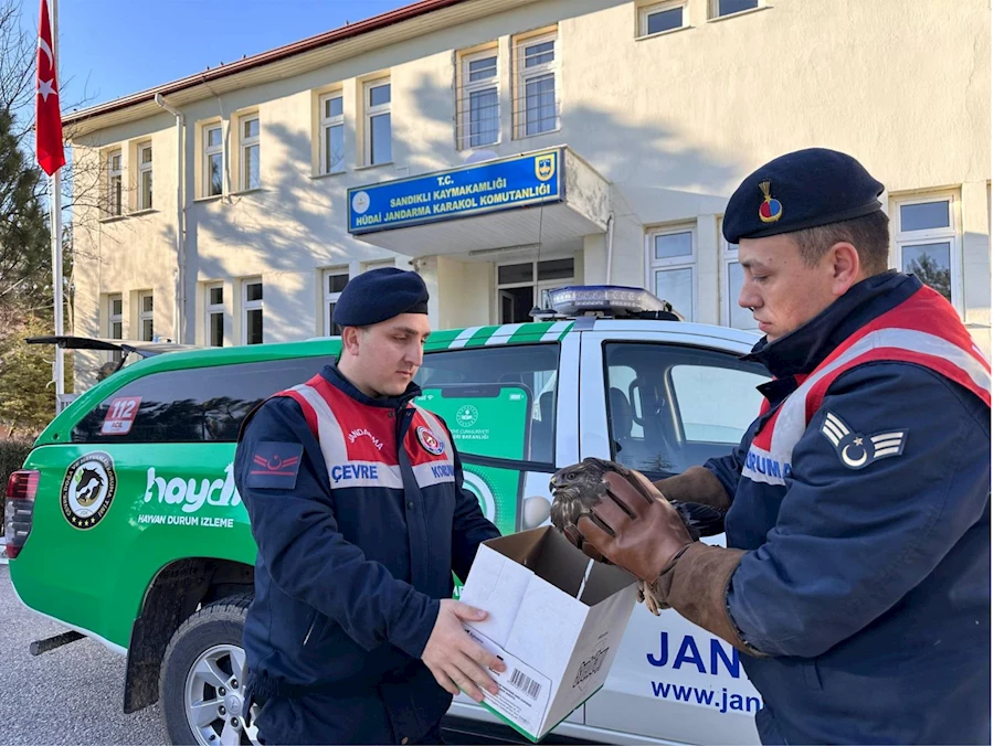 Jandarma, Yaralı Halde Bulunan Kızıl Şahin'i Kurtardı