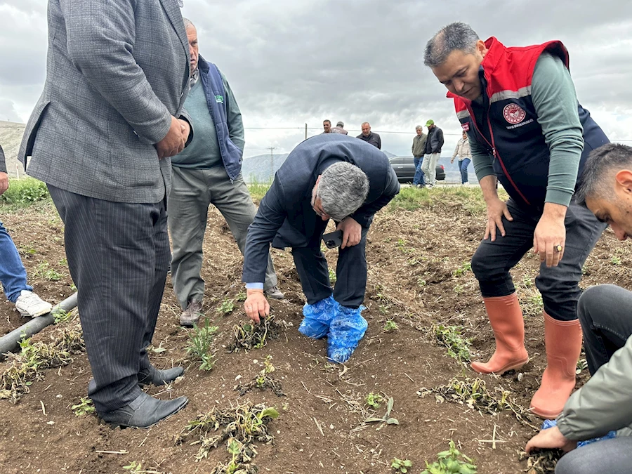 Milletvekili Ali Özkaya, Zirai Dondan Etkilenen Arazilerde İncelemelerde Bulundu