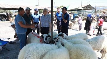 Burhaniye Belediyesi Kurban Bayramı Arifesinde kurban satış ve kesim yerlerini denetledi