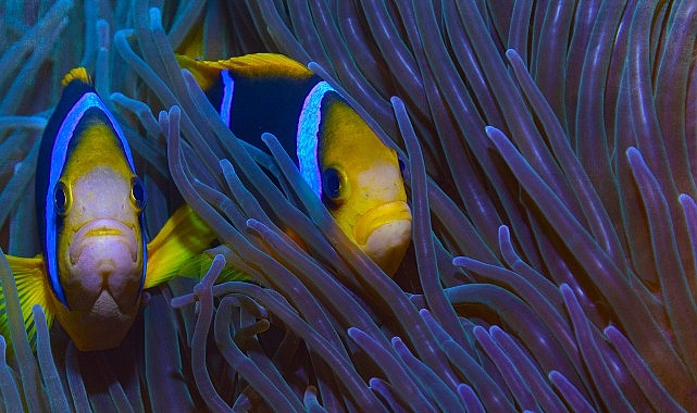 ‘Cenneti Korumak: Niue’nin Hikayesi’ 11 Haziran Salı 20.00’de National Geographic Ekranlarında!