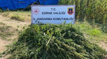 Edirne’de kaçak kenevir tarlası ele geçirildi