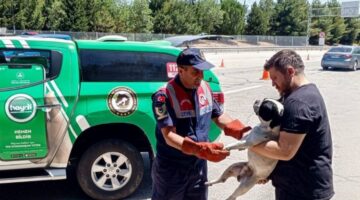 Havsa’da jandarma yaralı köpeği kurtardı