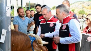 İzmir hayvan pazarları Kurban Bayramı’na hazır