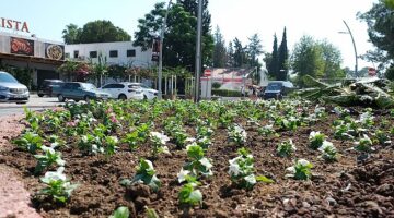 Kemer’de mevsimlik çiçekler ekiliyor