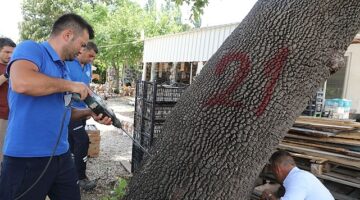 Muğla’da İlk Defa Görülen Turunçgil Uzun Antenli Böceği ile Mücadele