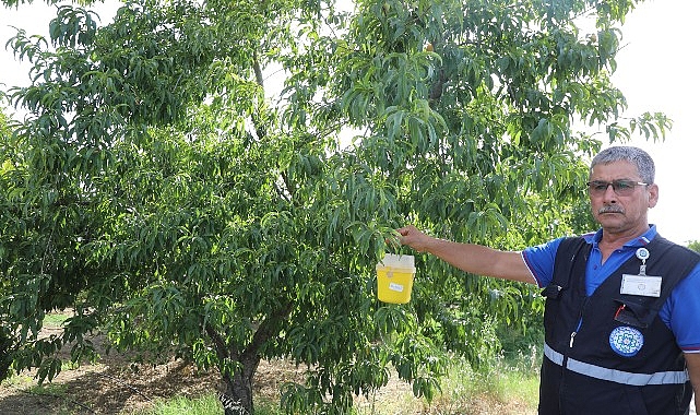 Narenciye İhracatına Büyükşehir Desteği