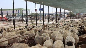 Selçuklu Belediyesi vatandaşların Kurban Bayramı’nı rahat ve huzurlu bir şekilde geçirmesi için tüm hazırlıkları tamamladı