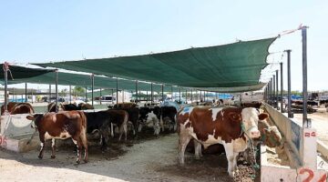 Selçuklu Belediyesi yaklaşan Kurban Bayramı öncesinde vatandaşların ve satıcıların faydalanabileceği kurban satış yerinde çalışmalarını tamamladı