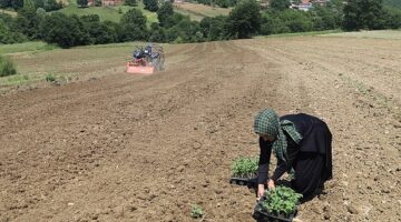 Üreticiler karpuz tohumlarını toprakla buluşturdu