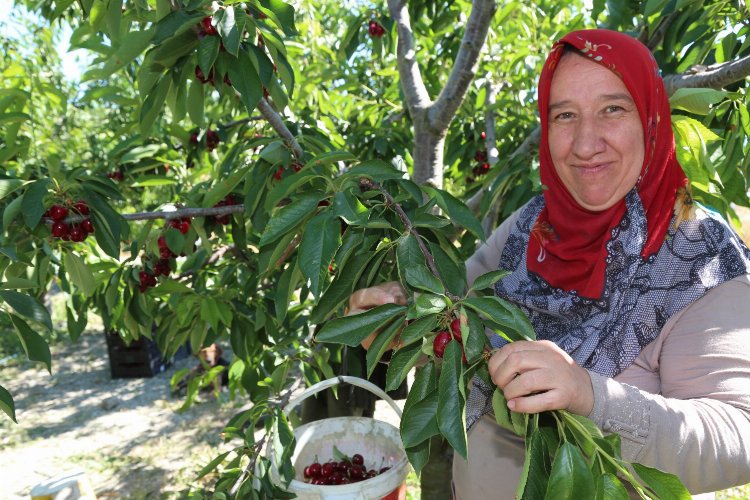 Bursa Keles Kirazı’nda ilk hasat etkinliği