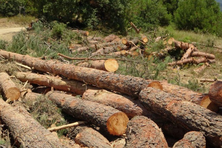 Bursa Kent Konseyi yüzlerce ağacın kesildiği Kestel’den seslendi: Ormanlarımız tarla değil!