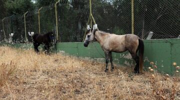 Karşıyaka’da başıboş at operasyonu