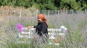 Kemer’de lavanta hasadı