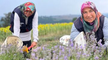 Kocaeli’de mor tarlalarda lavanta hasadı başladı