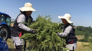 Kocaeli’de yerli ve milli makineyle kekik hasadı