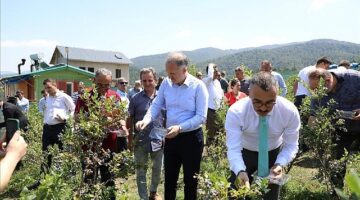 Mavi Yemişte Hasat Başladı