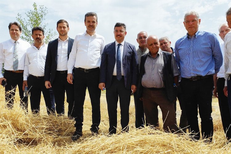 Mudanya’da yeni çeşit buğdaylara hasat