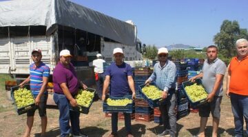 Superior Seedless çeşidi sofralık üzümün ihracat yolculuğu 11 Temmuz’da başladı