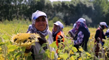 Ayçiçeği hasadı başladı ama çiftçiler verimi alamıyor!