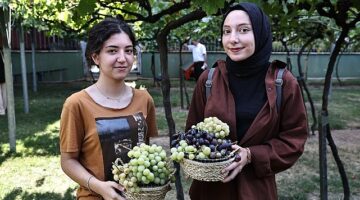 Bağcılar’da bağ bozumu zamanı