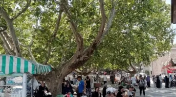 Bursa’da çınar ağaçları serinlemek için en güzel yol