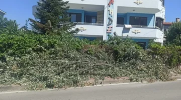 Çamlıca Mahallesi’nde kesilen ağaçlar trafiği engelliyor