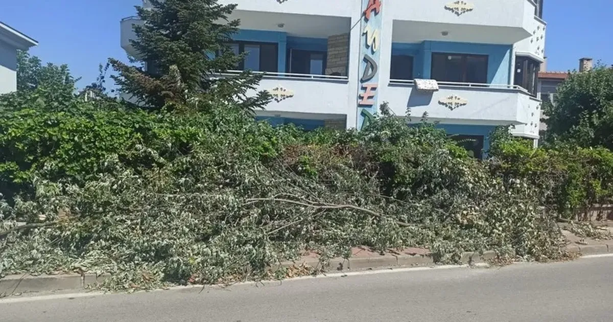 Çamlıca Mahallesi’nde kesilen ağaçlar trafiği engelliyor