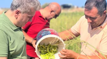 Canbey’den Balıkesir’de bamya hasadı