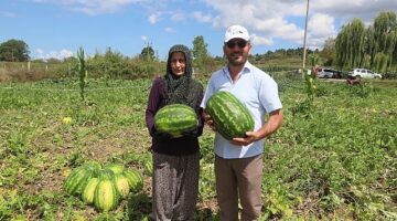 Coğrafi işaretli Kandıra karpuzunda hasat zamanı