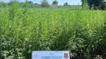 Edirne Jandarması’ndan 6 bin kök kenevir!