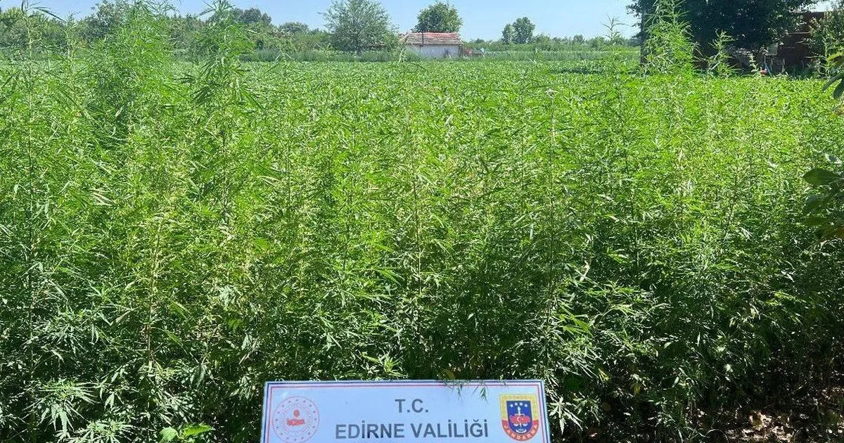 Edirne Jandarması’ndan 6 bin kök kenevir!