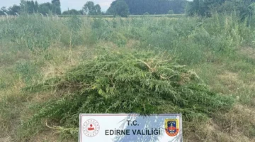 Edirne Keşan’da 3 bin kenevir bitkisine imha