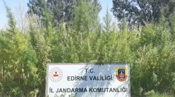 Edirne’de 159 bin kök kenevir ele geçirildi