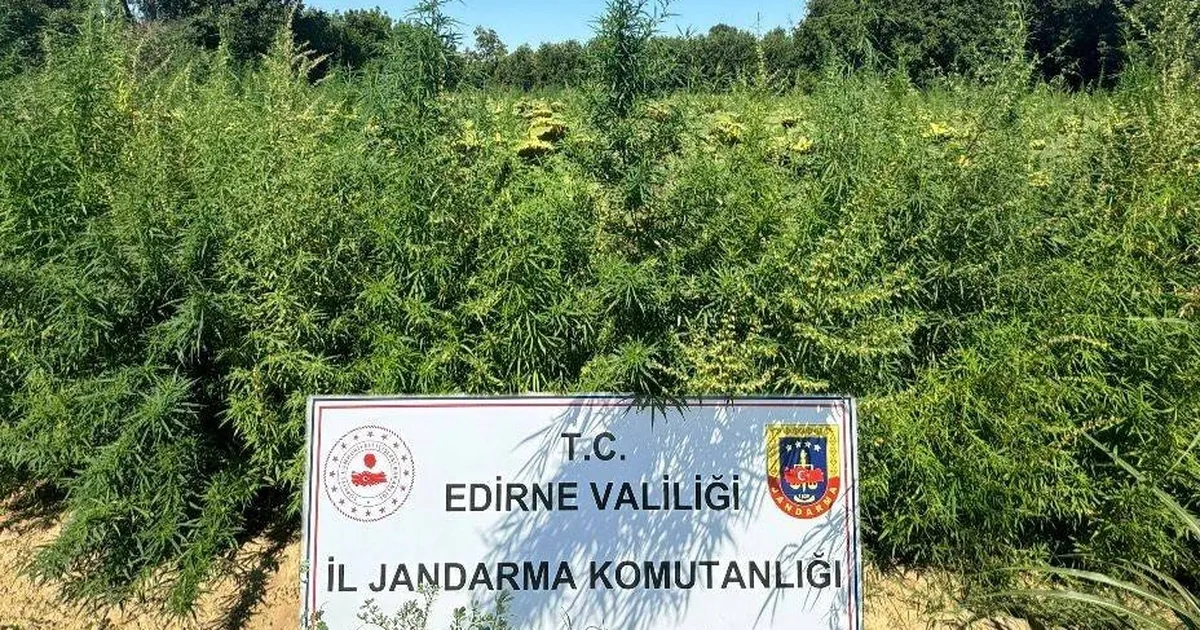 Edirne’de 49 bin 500 kök kenevire imha