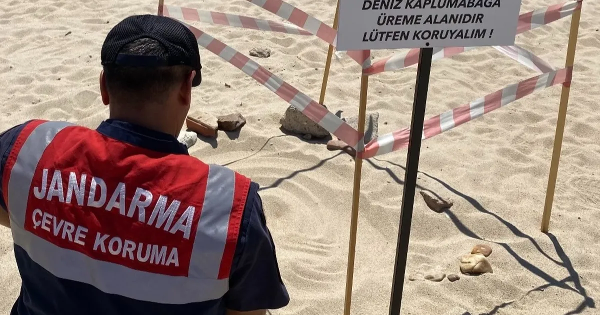 Edirne’de kaplumbağalara Jandarma’dan özel koruma