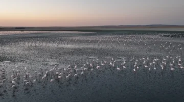 Flamingolara gözümüz gibi baktık… Uğurluyoruz!