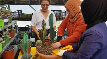 Hem tohumlar hem kadınlar güçleniyor