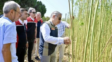 İzmir’de izinli yetiştirilen kenevire ilk hasat