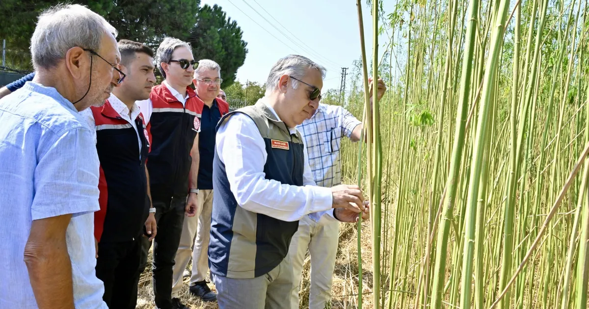 İzmir’de izinli yetiştirilen kenevire ilk hasat