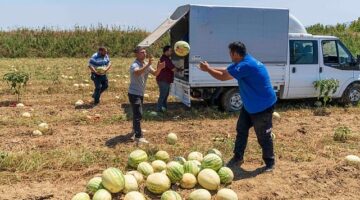 İzmirli çiftçi tarlada kalan karpuzunu hayvanlara bağışladı