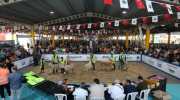 Küçükbaş Hayvancılık Festivali için geri sayım başladı