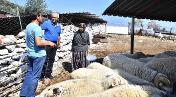 Merasız kalan hayvanlar yem desteğiyle yaşama tutundu Büyükşehir yangından etkilenen köylerin yaralarını sarıyor