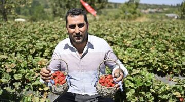 Ödemişte Organik Çilek Projesi İlk Meyvelerini Verdi