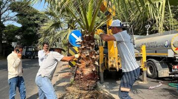 Salihli Belediyesi Site Caddesi’ni Palmiye Ağaçlarıyla Yeşillendiriyor