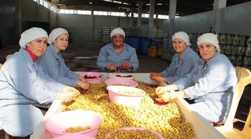 Sofralık zeytin ihracatı 200 milyon dolara koşuyor