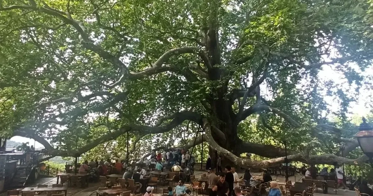 Tarihi İnkaya Çınarı turistler tarafından yoğun ilgi görüyor